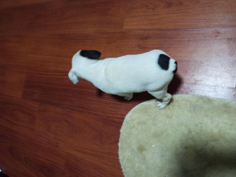 Maskeli french bulldog yavruları