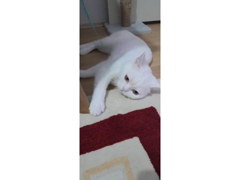2 yaşında ev kedisi