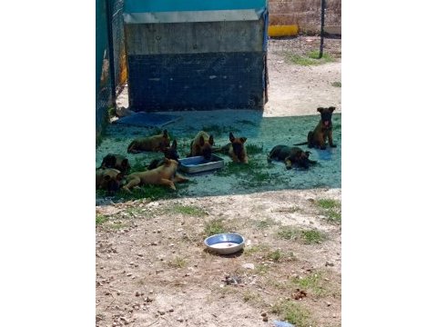 Safkan belçika kurdu bu kalite de bir daha yok