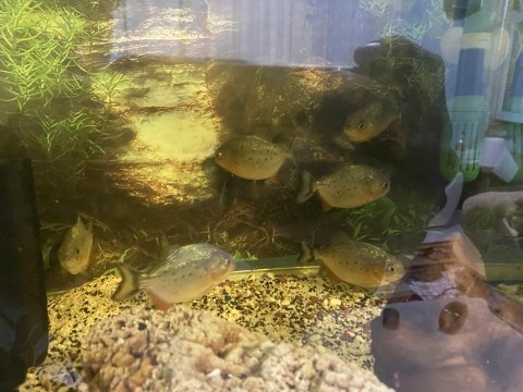 Pirana akvaryumu