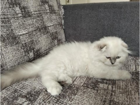 1 adet scottish fold dişi miya
