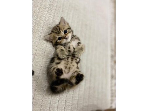 Golden n12 british shorthair orjinal safkan