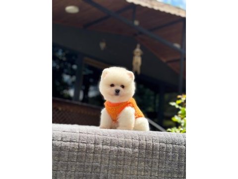 Pomeranian boo yavrusu