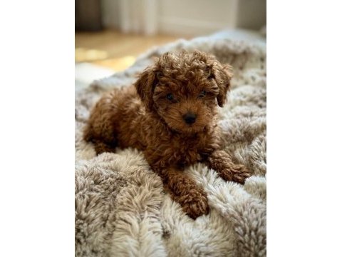 Üst düzeydeki toy poodle yavrularımız 