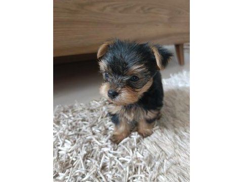 Yorkshire terrier yavrularımız