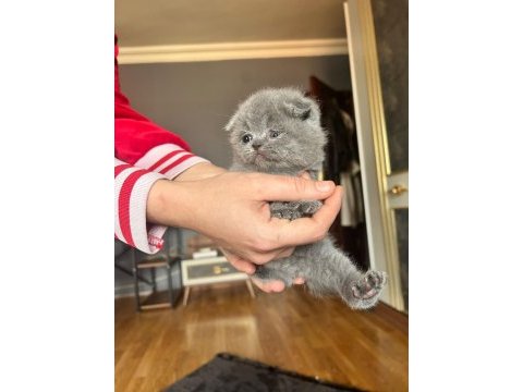 Tüy yumağı scottish fold bebeklere yuva