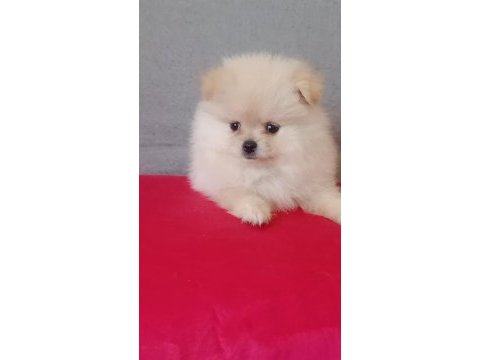 Pomeranian boo erkek