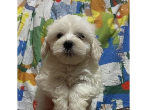 Yavru maltese terrier