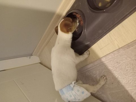 Orijinal jack russell köpeği