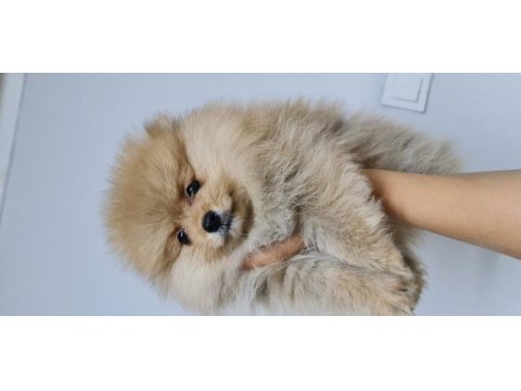 Pomeranian yetişkin ve bebekler sahiplendirilecektir