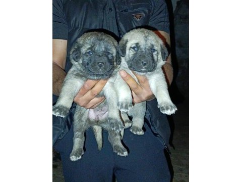 Dişi erkek safkan sivas kangal yavrular