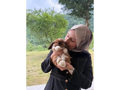 Safkan hollanda mini cüce tavşan yavrular gönderilir