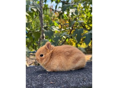 Hollanda cüce (minyatür tavşan)