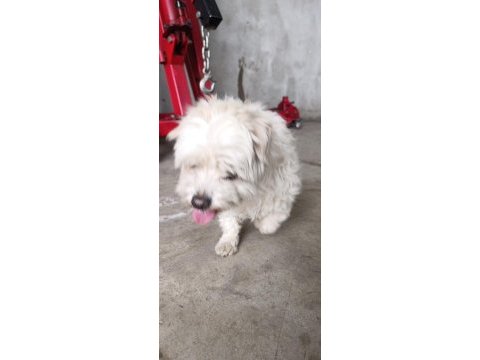 Malta terrier köpeğimiz sahiplendirilecek