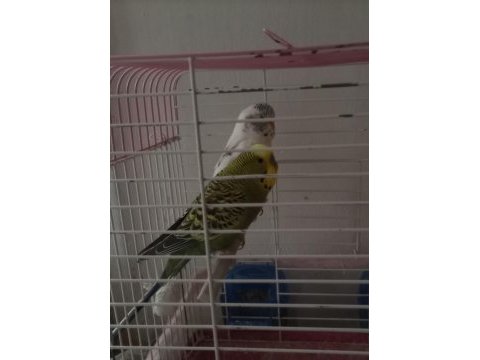 Acil satılık çift muhabbet kuşu