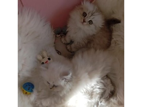British longhair a kalite