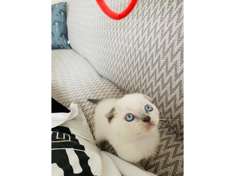 2 aylık mama ve wc eğitimli blue point scottish fold