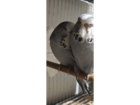 Show jumbo muhabbet kuşu yavrular