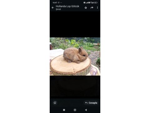 Hollanda mini lop cüce tavşanlar a kalite
