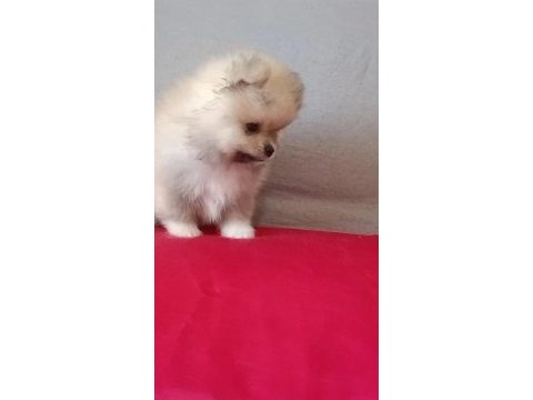 Pomeranian boo baby face