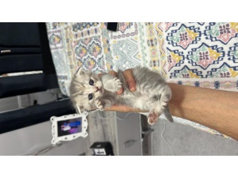 Scottish fold yavrular sahibini bekliyor