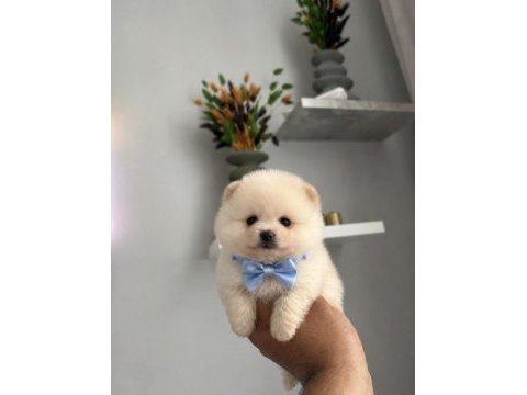 Safkan pomeranian boo yavrular