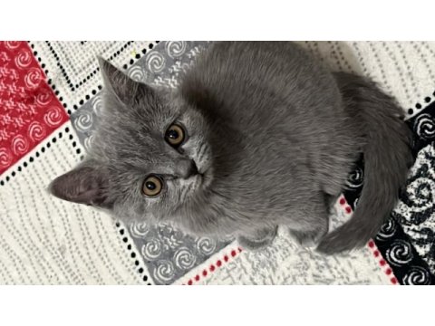 Ücretsiz sahiplendirme british shorthair