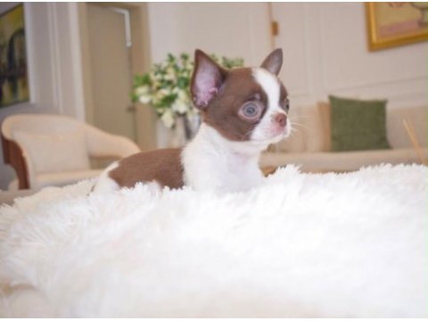 Micro mini wc eğitimli chihuahua