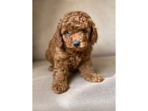 Toy poodle yavrular