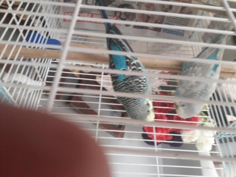 Takas muhabbet kuşu