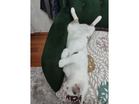 Ülke dışına çıkacağım için kedimi sahiplendirmek