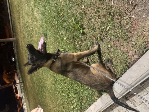 4 aylık malinois belçika kurdu