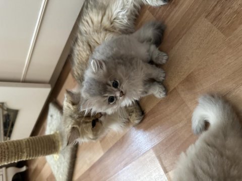 Bulut kızı british longhair
