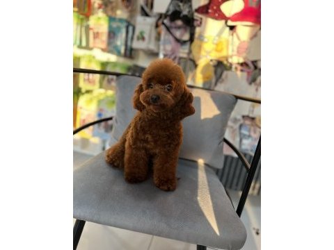 Korean orjinal poodle kızımız en iyisi