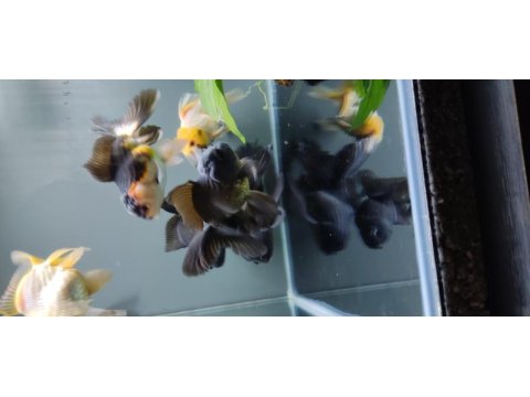 İthal oranda thailand baby face black oranda kaliteli