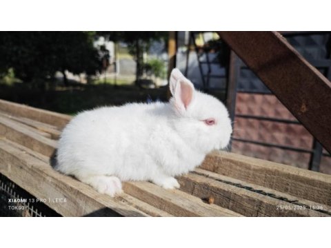 Cüce tavşan yavrular sürmeli ve normal