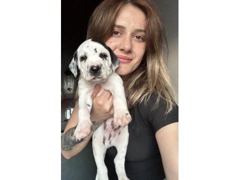Dalmaçyalı yavru köpeklerimiz