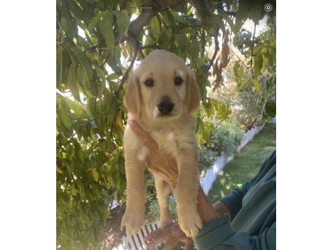Golden retriever yavrumuz yeni yuva arıyor