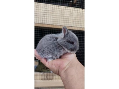 Cüce tavşan (netharlend dwarf)