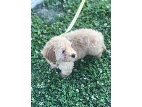 Toy poodle