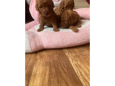 Toy poodle yavrular