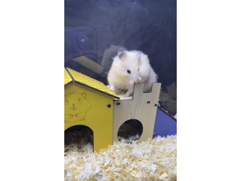 81 ile hamster bizimle görüşmeden karar vermeyin