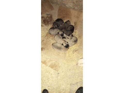 Safkan yavru kangallar