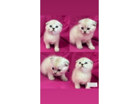 Scottish fold color point