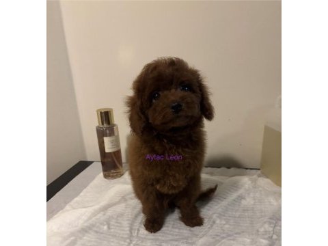 Çok akıllı toy poodle erkek