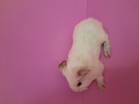 Sheltie ginepig yavru