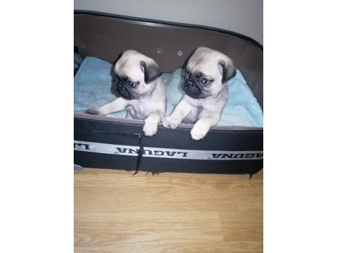 Muhteşem pug mops bebekler a kalite