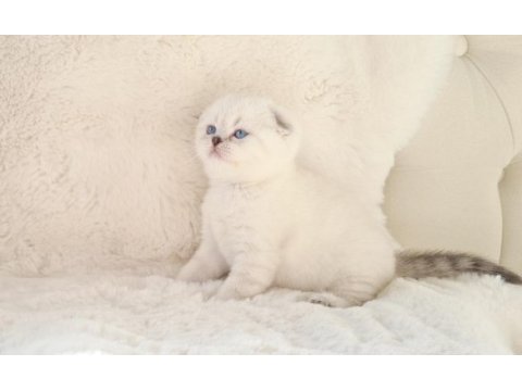 Panda surat sıfır kulak scottish fold dişi yavrum