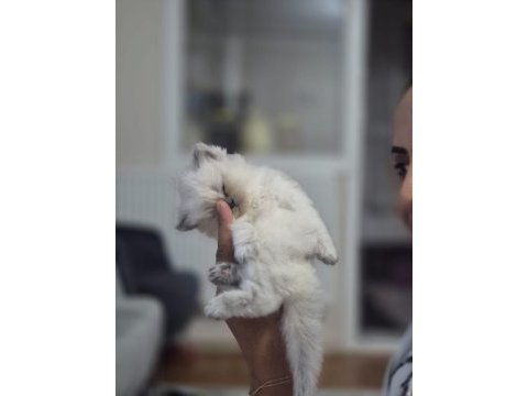 2 aylık kediler mamaya başladılar eğitimli
