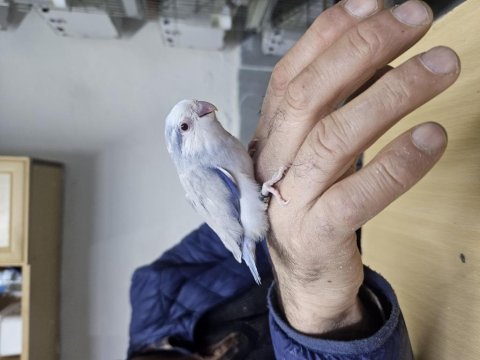 Yeme yeni düşmüş ve düşecek dısı forpus bebekler